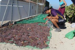 Cogida-de-muestras-de-ensayo-1de-asoleo-