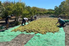 Colocacion de uva para asoleo en ensayo