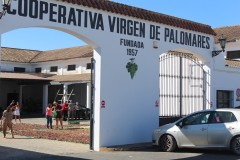 Control-de-pesaje-de-uva-asoleada-en-Cooerativa-Virgen-de-Palomares_2