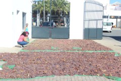 Control-de-pesaje-de-uva-asoleada-en-Coperativa-Virgen-de-Palomares_1