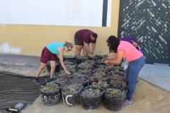 Preparacion-para-el-asoleo-en-Cooperativa-albarizas_2