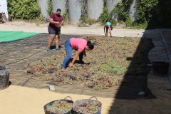 Reparto-de-uva-en-mallas-para-el-asoelo-en-Cooperativa-Albarizas
