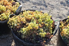 Variedad-Palomino