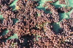 uva-asoleada