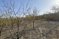 image00010