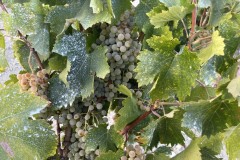 image00019